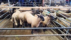 Lamb quotes ease by another 10c/kg