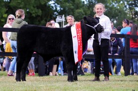 ABP launches inaugural Beef Bull of the Future Championships at Iverk Show