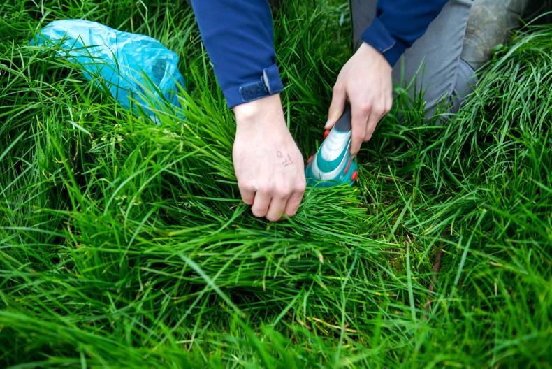 Dairy management: strong grass growth rates for the week ahead
