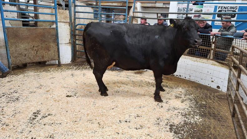 Watch: bullocks hit €4,900 in Tuam