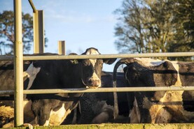 Young Stock Podcast: an insight into doing a PhD in agriculture 