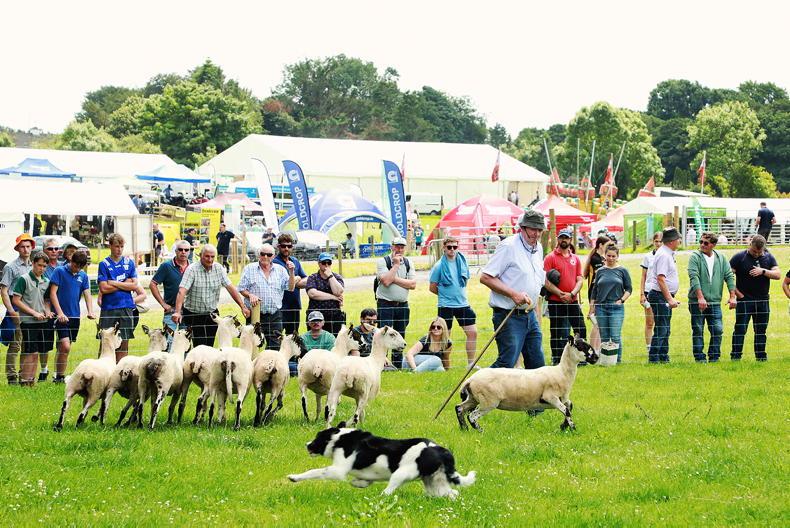 Editorial: three moves to further boost the sheep sector