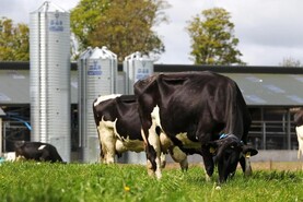 Young Stock Podcast: an insight into doing a PhD in agriculture 