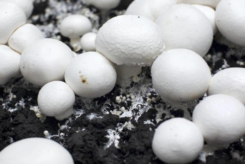 Mushroom growers seek changes to straw scheme