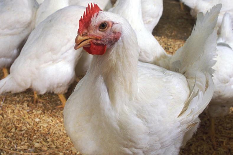 Poultry farmers lose VAT rebate