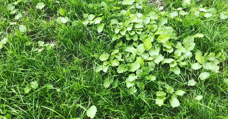 Editorial: Crops and Technology extravaganza
