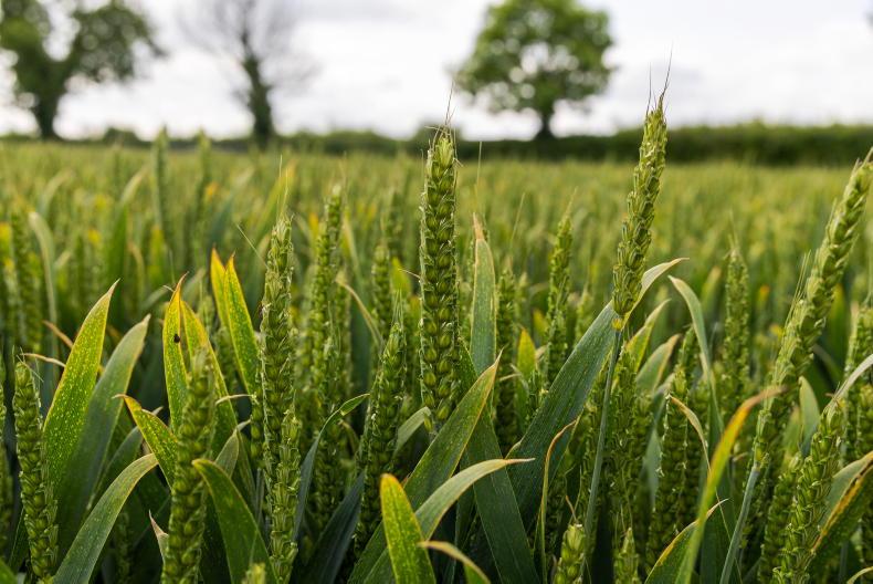 In pictures: crop insights on show at Goldcrop open day