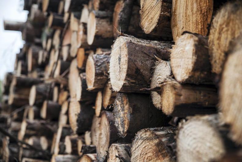In pictures: first Irish logs shipped to China