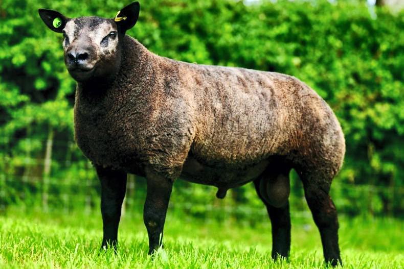 Breeders Choice Summer Selection online sale set to take place this weekend 