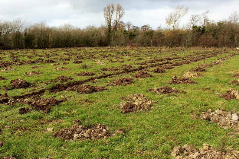 Department report shows slide in tree planting