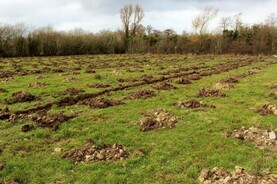 Department report shows slide in tree planting