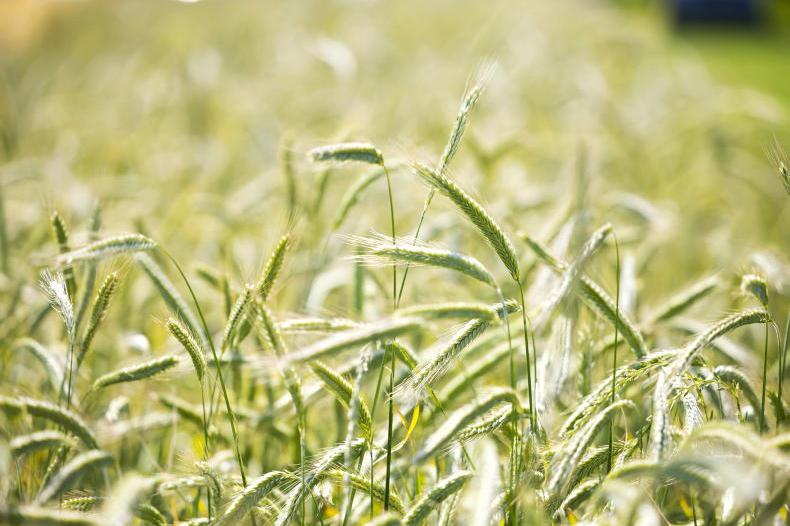 Questions answered on hybrid rye
