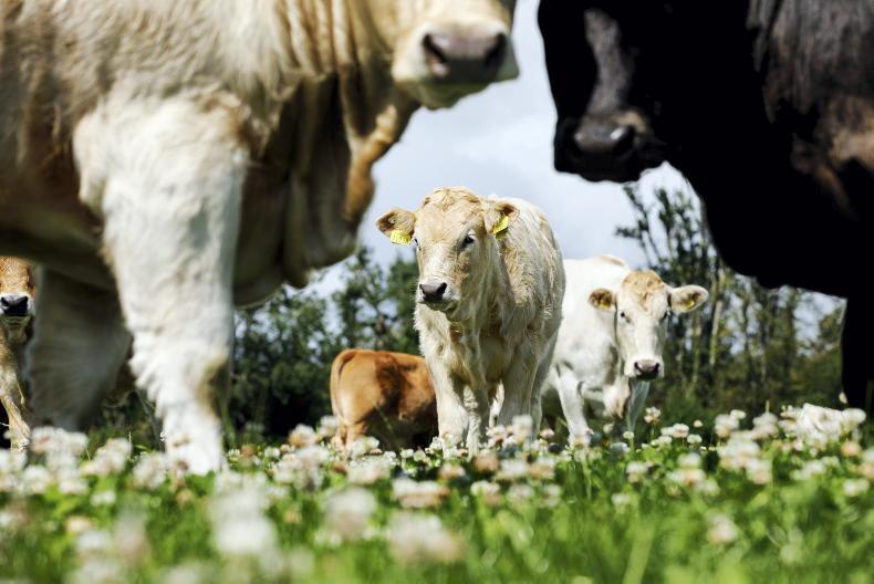 CAP payments don’t incentivise new emissions reductions - IIEA