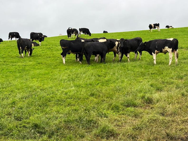 Dairy beef doing the business in Donegal
