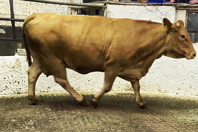 Camera at the Mart: cattle trade remains steady in Cavan