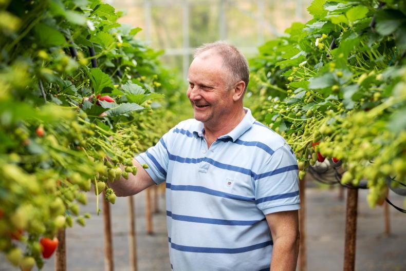 Strawberry crop is ‘the best in years’