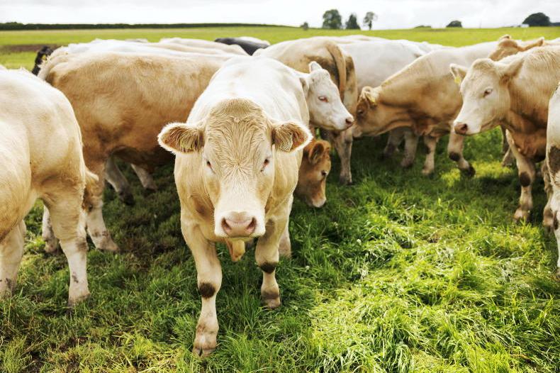 Department prepares for bluetongue incursion