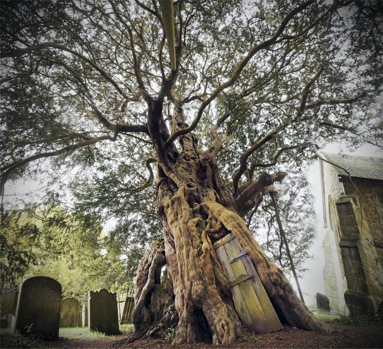 Department issues yew poisoning warning for livestock 