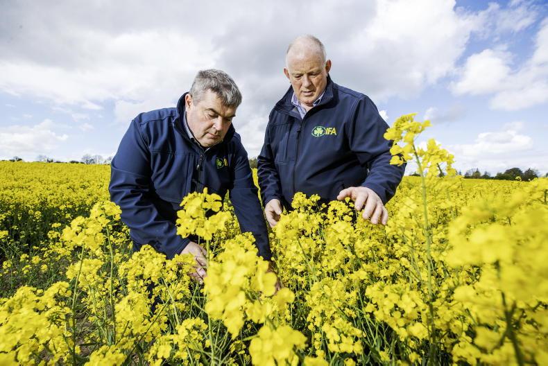 IFA calls for €250/ha tillage payment in Budget 2026