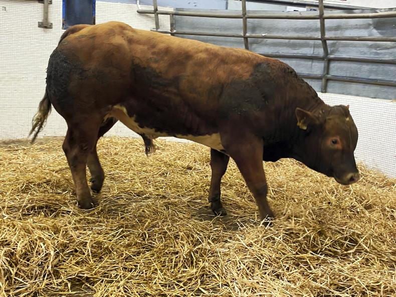 Beef Management: under-16 month bulls, 3rd cut silage and safety reminder