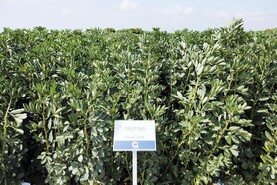 Bean growers get another variety option
