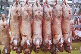 Sheep price update: pressure remains as lamb prices cut 20c/kg
