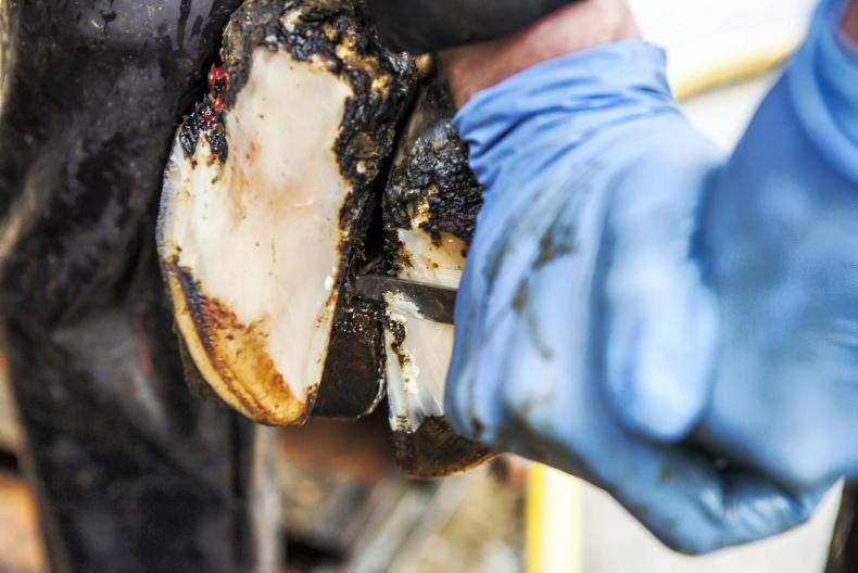 Lameness costs average dairy farmer €8,750 per year - AHI