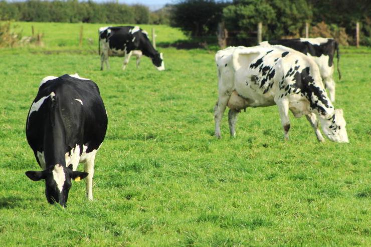 Agri jobs: Kerrygold milk quality-winning farm needs manager
