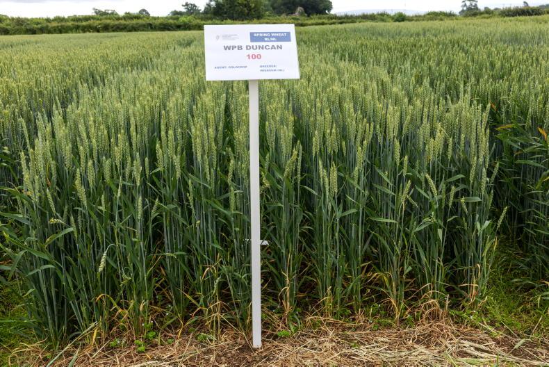 Spring wheat has plenty of varieties in the pipeline