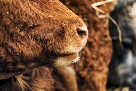 Beef farmers should 'sell hard' as factory supply tightens - IFA