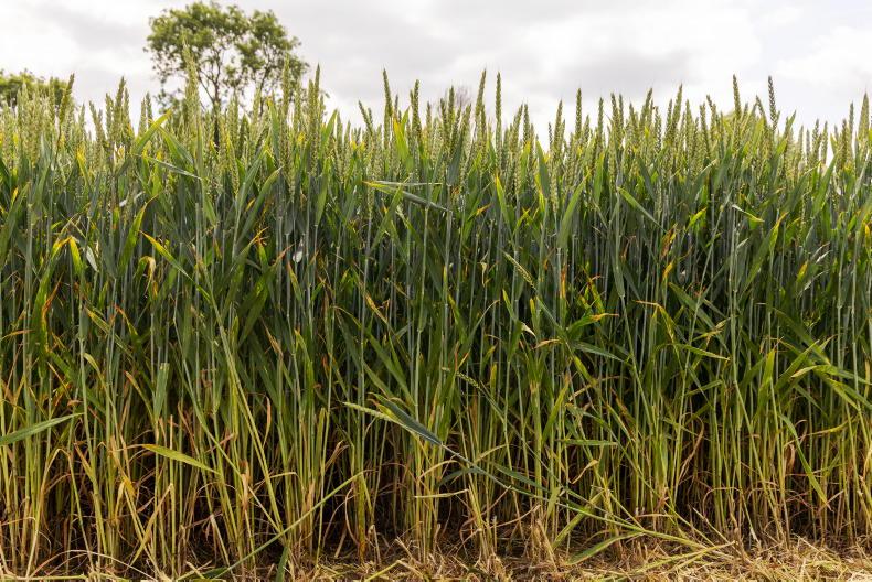 Wheat varieties turning a corner