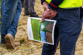 Sustainable varieties are here and need to be adopted by all