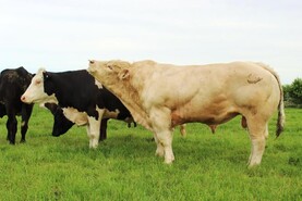 Cut the bull: handling bulls in a safe manner