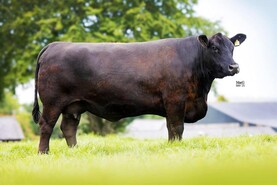 Mogeely Angus females gross over half a million