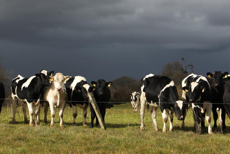 IFA urges farmers to sign European-wide petition for robust CAP