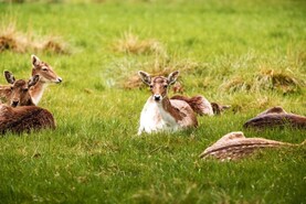 FRS Co-op appoint 15 deer management coordinators