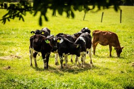 Teagasc launch new contract rearing guidelines booklet