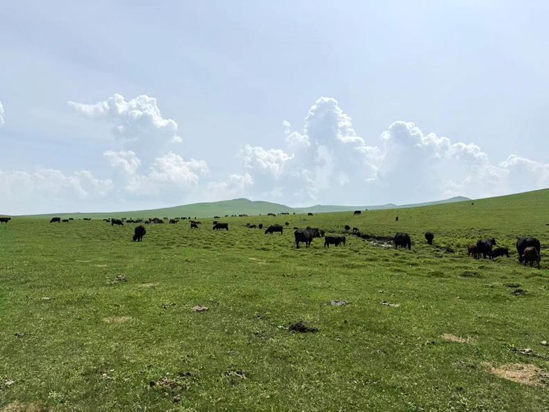 View from China: a visit to China’s biggest farm