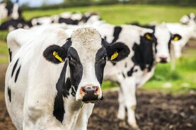 New assessment could be ‘the straw that breaks the back of Irish dairy’ – ICMSA