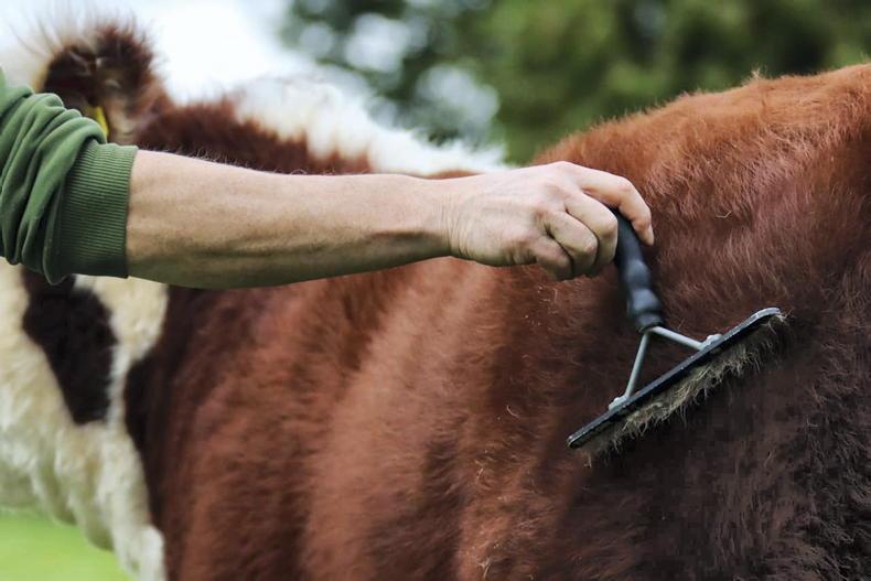 Irish woman joins Herefords Australia backroom team
