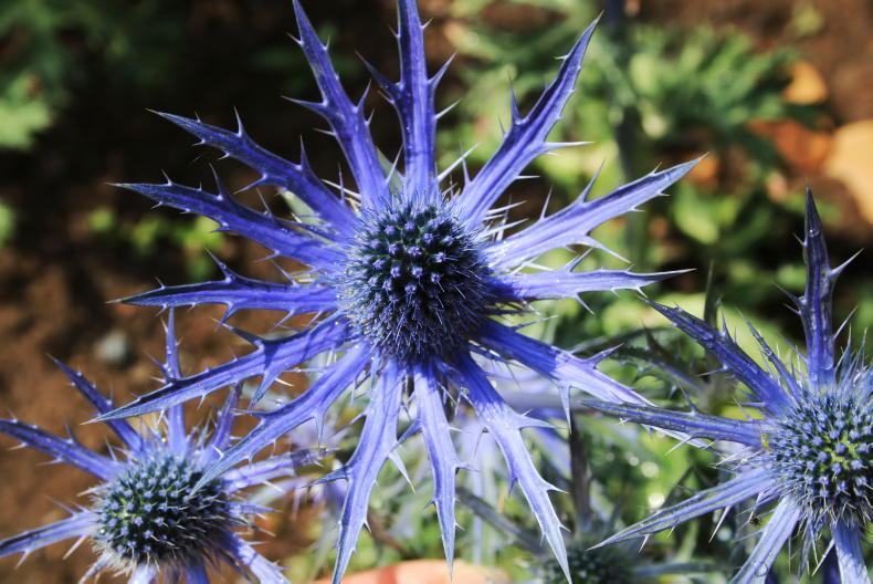 Gardening with Mary: embrace the summertime blues