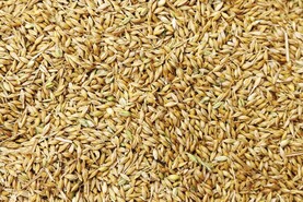 Malting varieties show the highest levels of skinning
