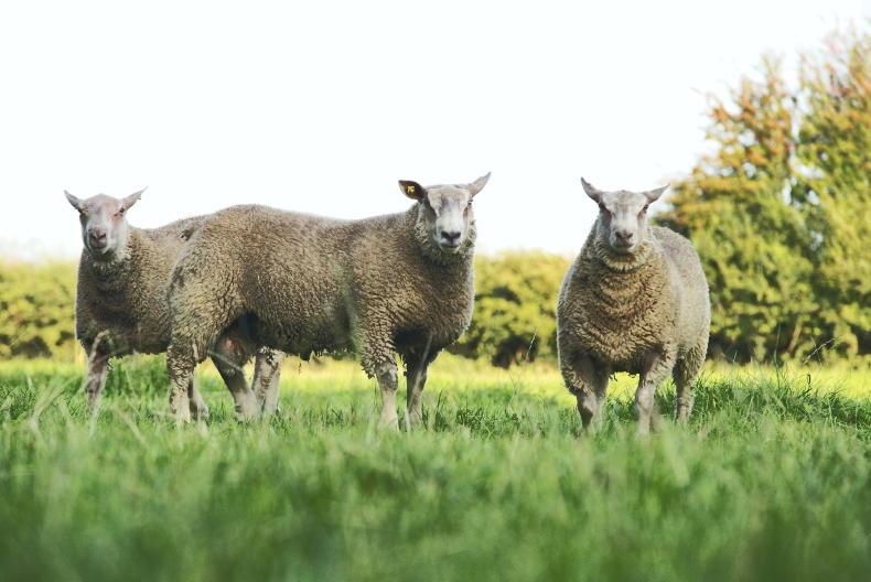 Providing shelter for ram lambs and safe transport of sheep