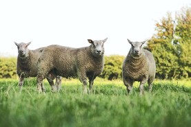 Providing shelter for ram lambs and safe transport of sheep