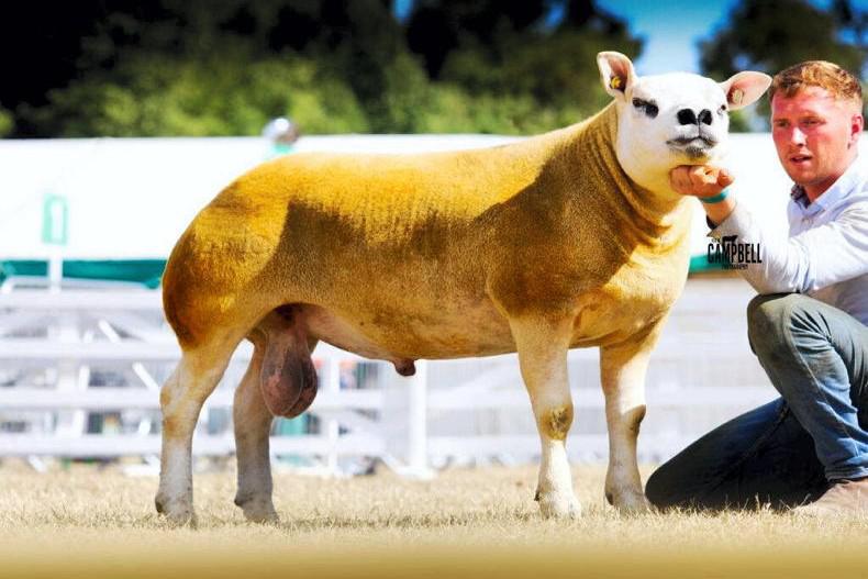 Texel takes the interbreed title at the Great Yorkshire Show