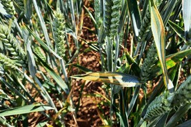 Yellow rust dominates talk at open days