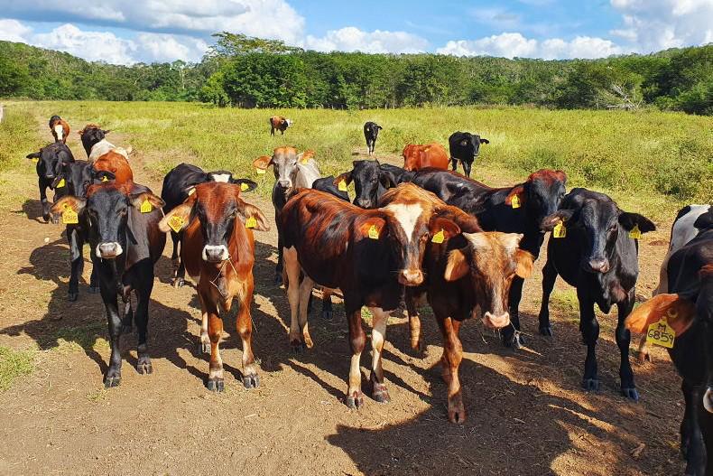 US halts Mexican cattle imports due to screwworm