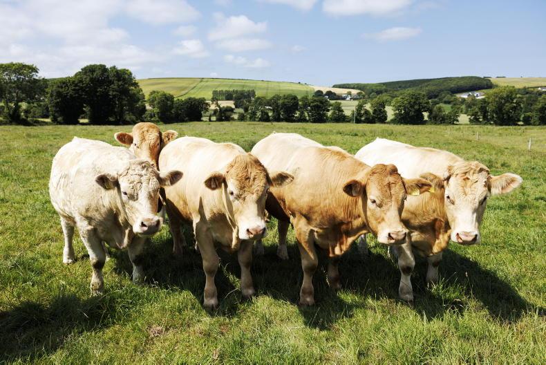Farmers advised to manage heat stress in cattle during hot spell