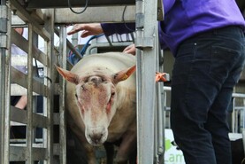 The latest movement regulations for breeding sheep