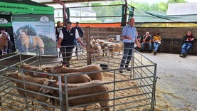 Top tips when selecting pedigree females